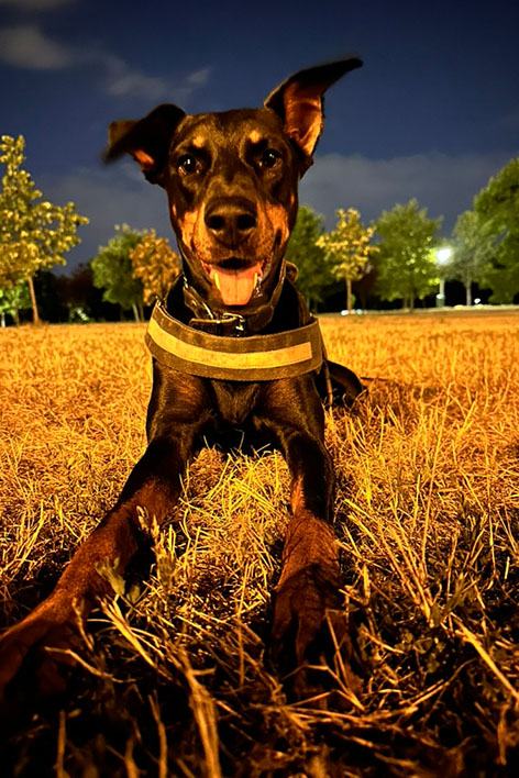 Dog at night in park